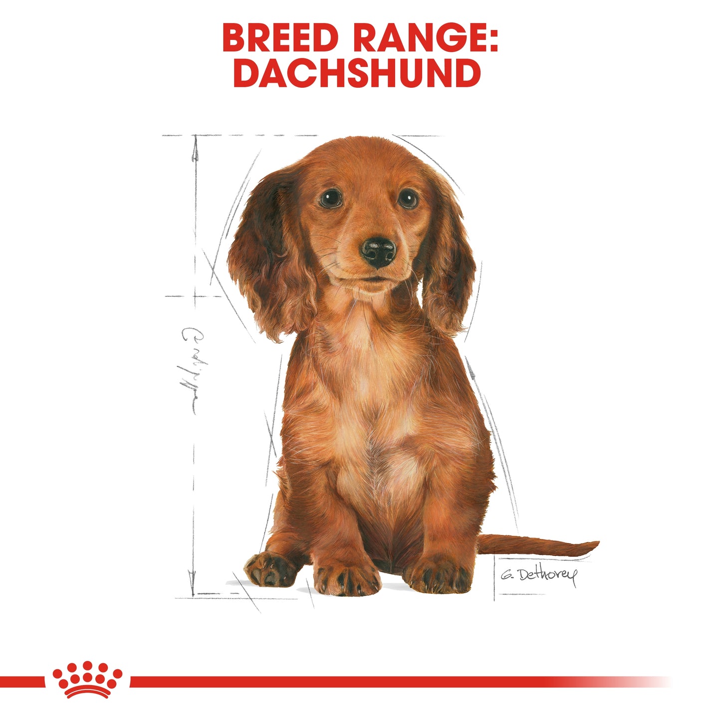 Royal Canin Breed Health Nutrition Dachshund Puppy 1.5 KG