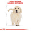 Royal Canin Breed Health Nutrition Golden Retriever Puppy 12 KG