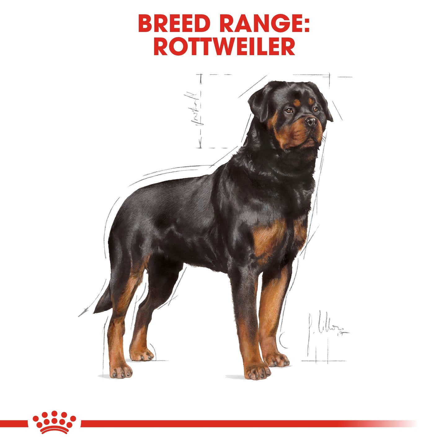 Royal Canin Breed Health Nutrition Rottweiler Adult 12 KG