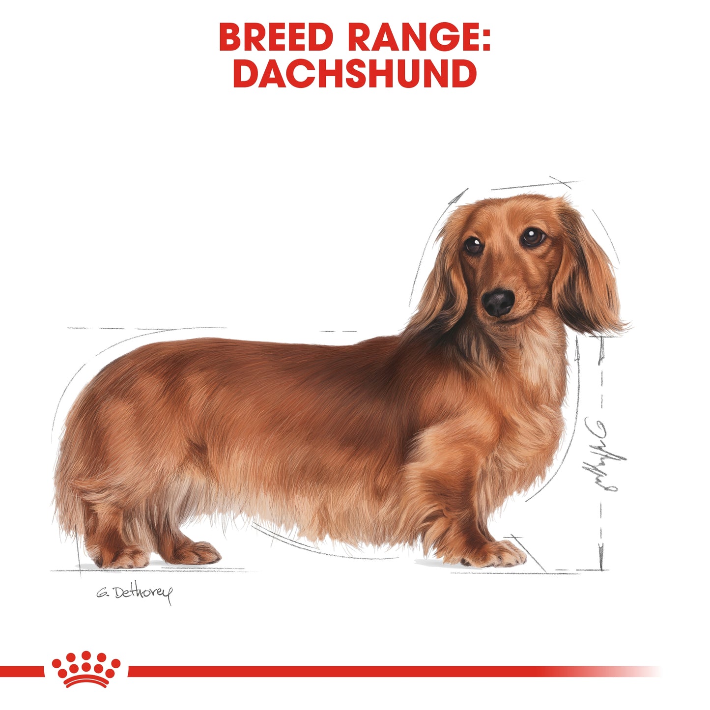 Royal Canin Breed Health Nutrition Dachshund Adult (WET FOOD - Pouches)
