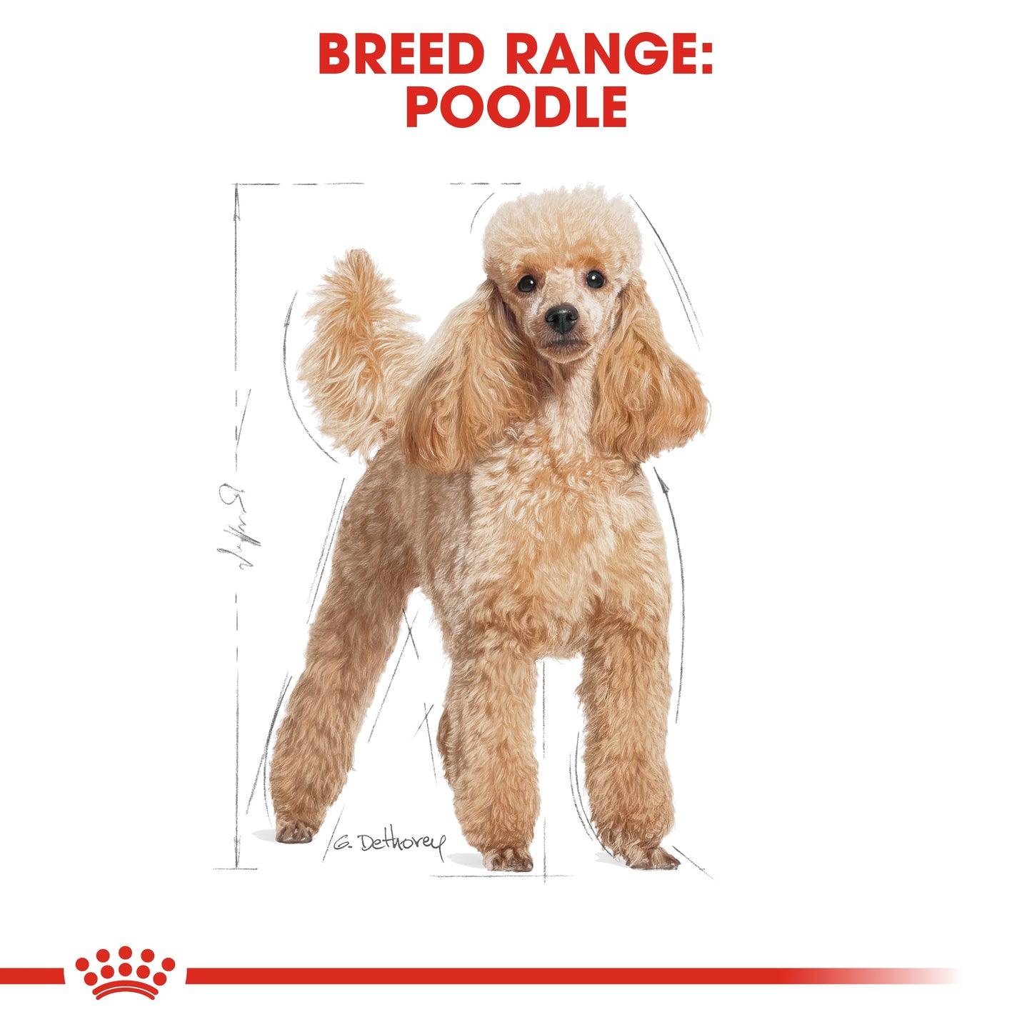Royal Canin  Breed Health Nutrition Poodle Adult (WET FOOD - Pouches)