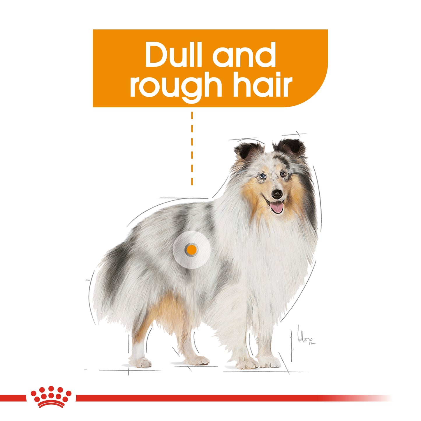 Royal Canin Canine Care Nutrition Coat Care (WET FOOD - Pouches)