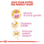Royal Canin  Feline Breed Nutrition British Shorthair Kitten 2 KG