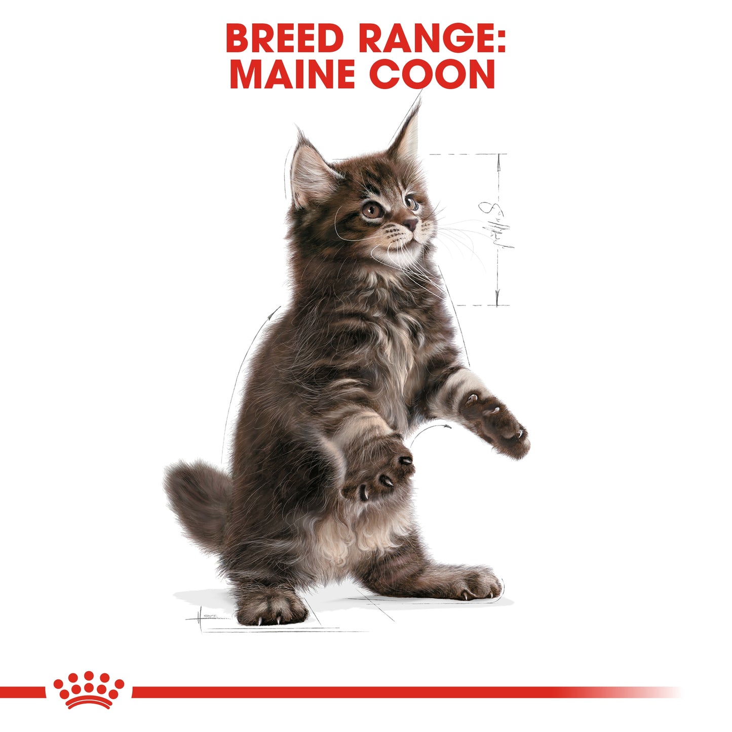 Royal Canin  Feline Breed Nutrition Maine Coon Kitten 2 KG