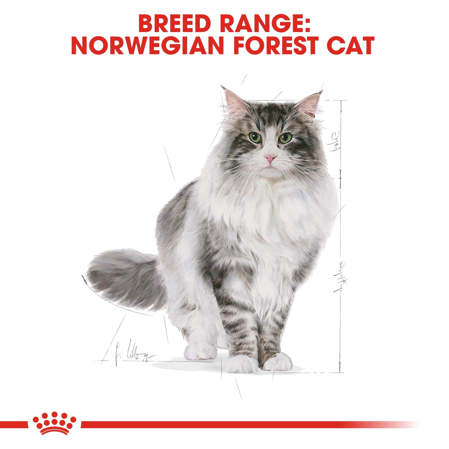 Royal Canin  Feline Breed Nutrition Norwegian Forest Cat Adult 2 KG