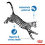 Royal Canin  Feline Health Nutrition Indoor Jelly (WET FOOD - Pouches) 12 x 85g
