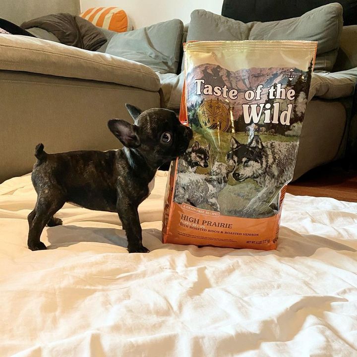 Taste Of Wild High prairie Puppy Recipe with Roasted Bison & Roasted Venison